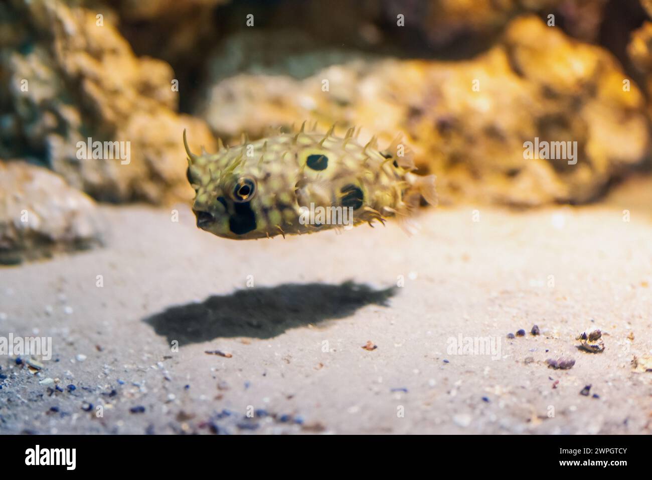 Spot-fin Porcupinefish (Chilomycterus spinosus) or Brown Burrfish  - Marine fish Stock Photo