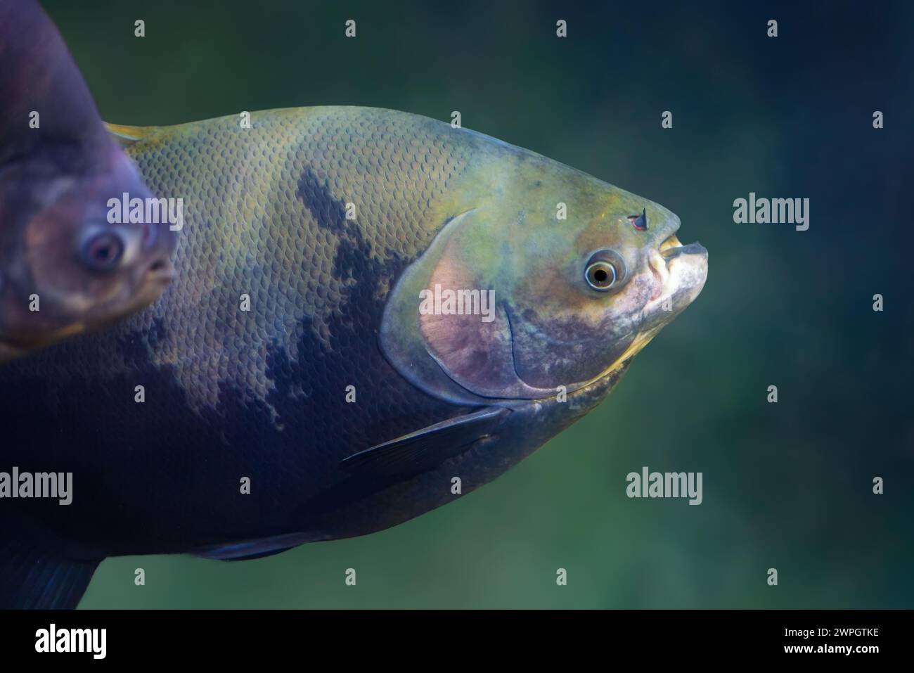 Tambaqui (Colossoma macropomum) - Freshwater fish Stock Photo