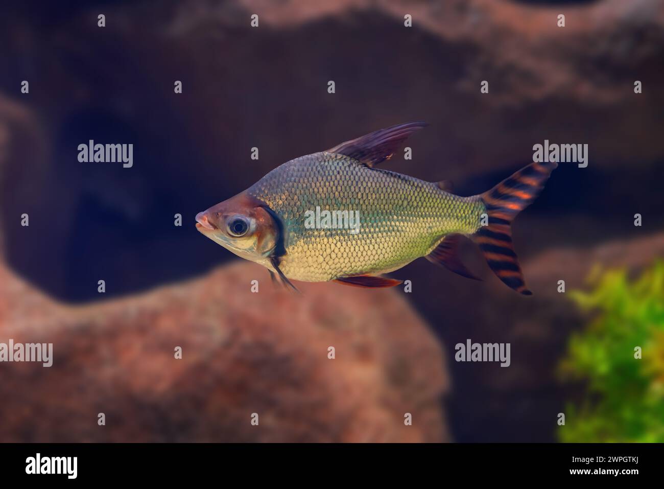 Silver Prochilodus (Semaprochilodus taeniurus) - Freshwater fish Stock Photo