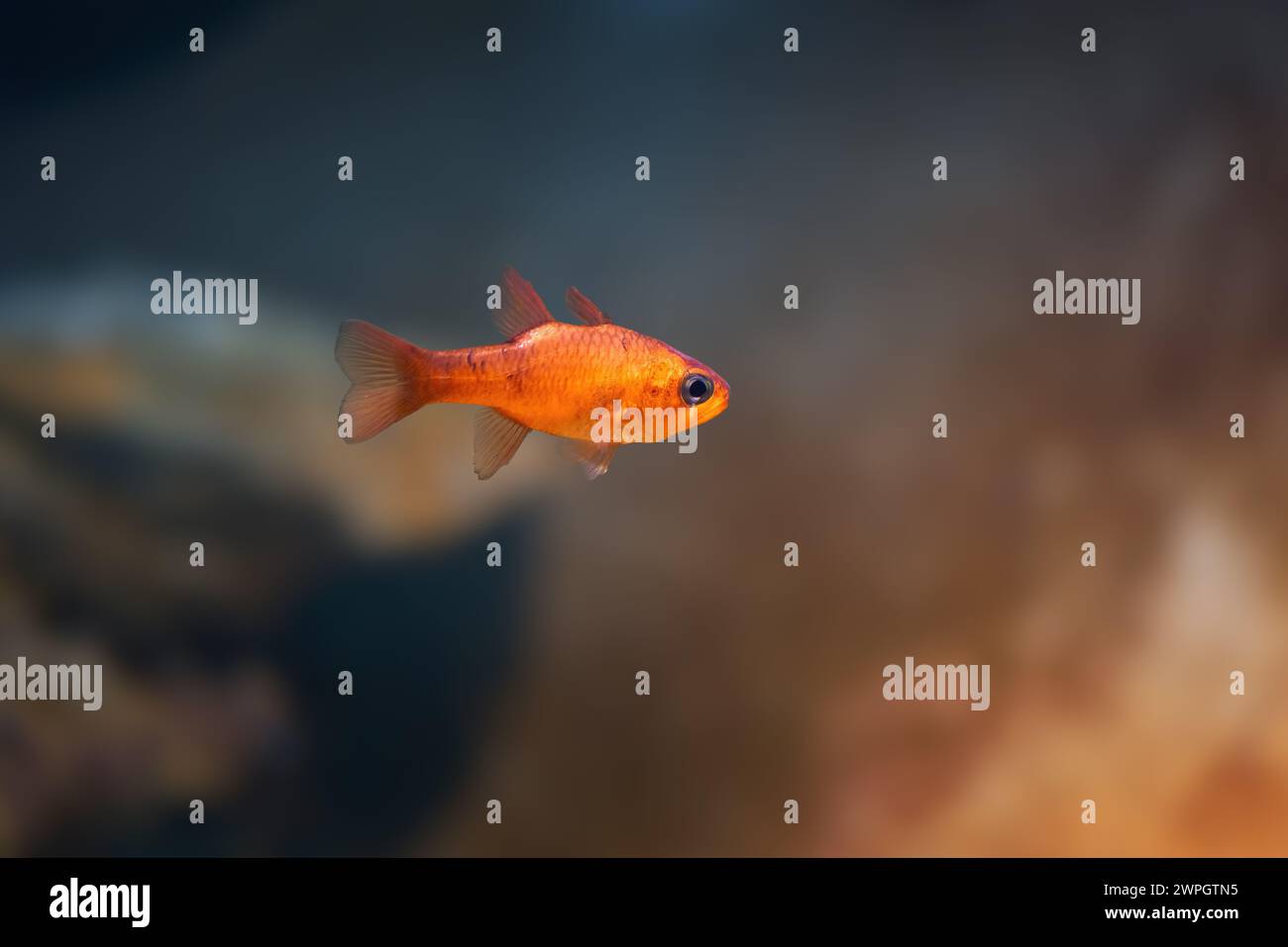 Brazilian Flamefish (Apogon americanus) - Marine fish Stock Photo