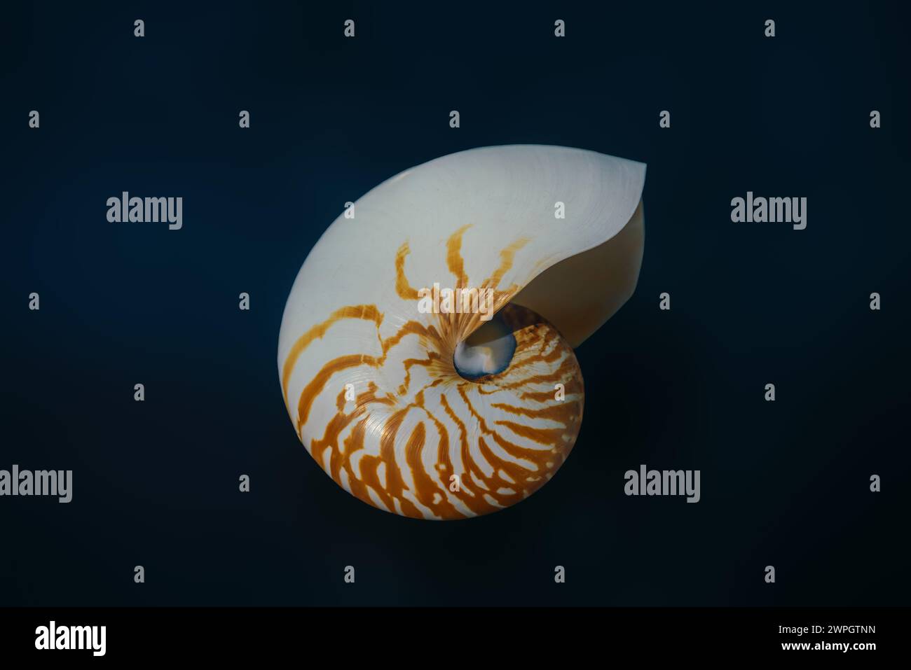 Emperor Nautilus shell (Nautilus Pompilius) - Seashell Stock Photo