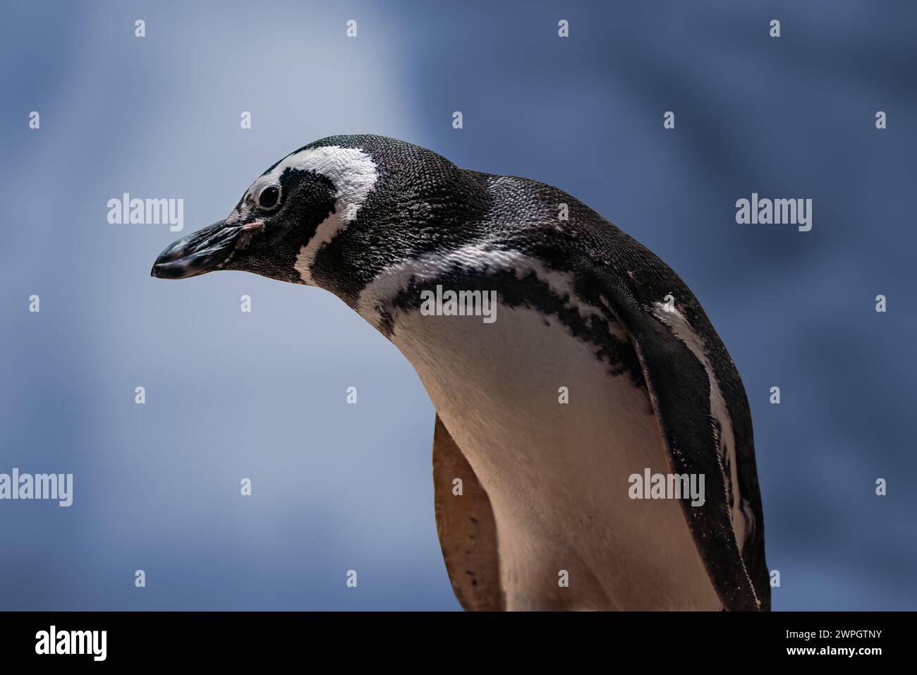 Magellanic Penguin (Spheniscus magellanicus) - South American Penguin Stock Photo