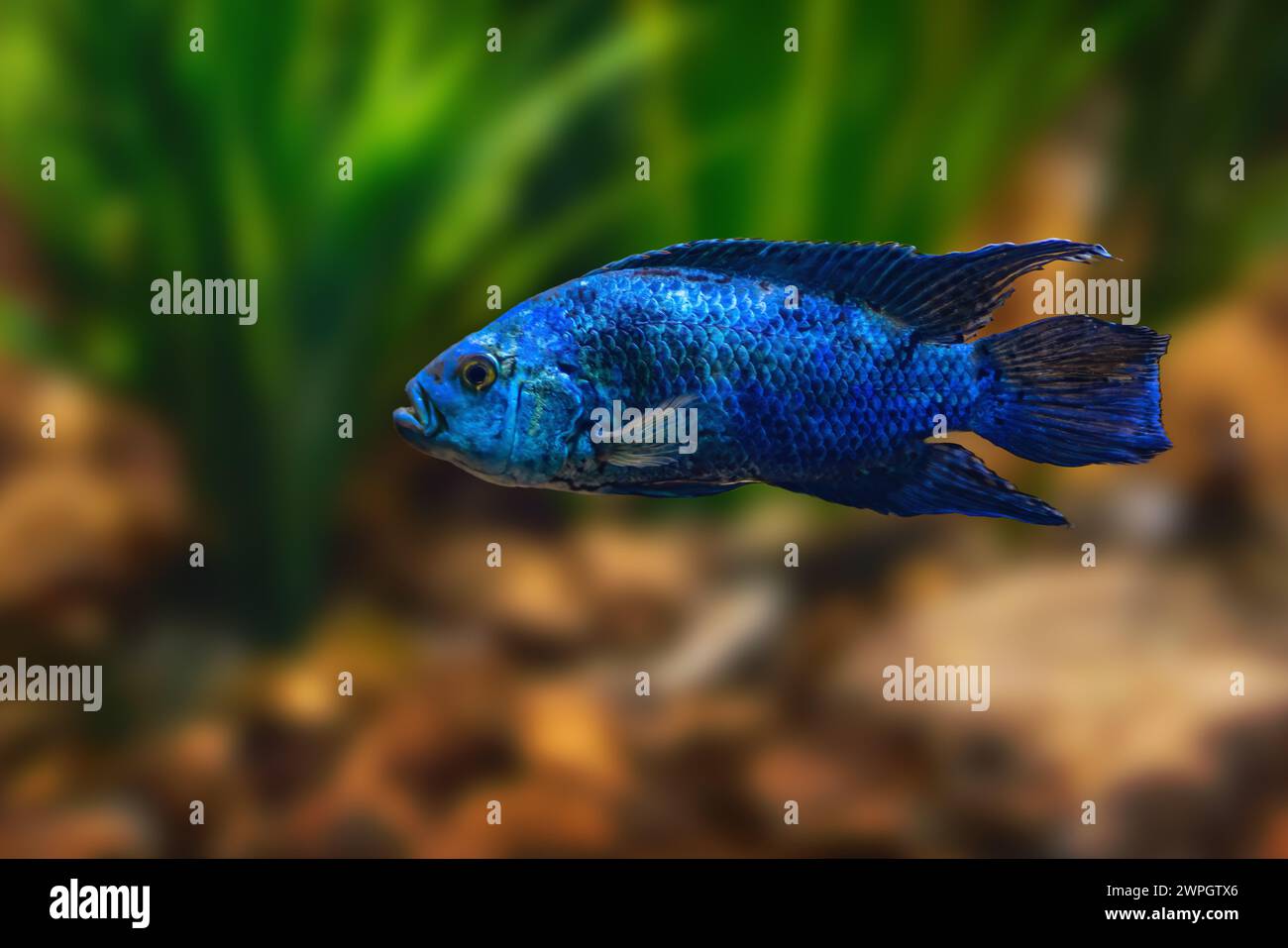 Jack Dempsey (Rocio octofasciata) - Freshwater fish Stock Photo