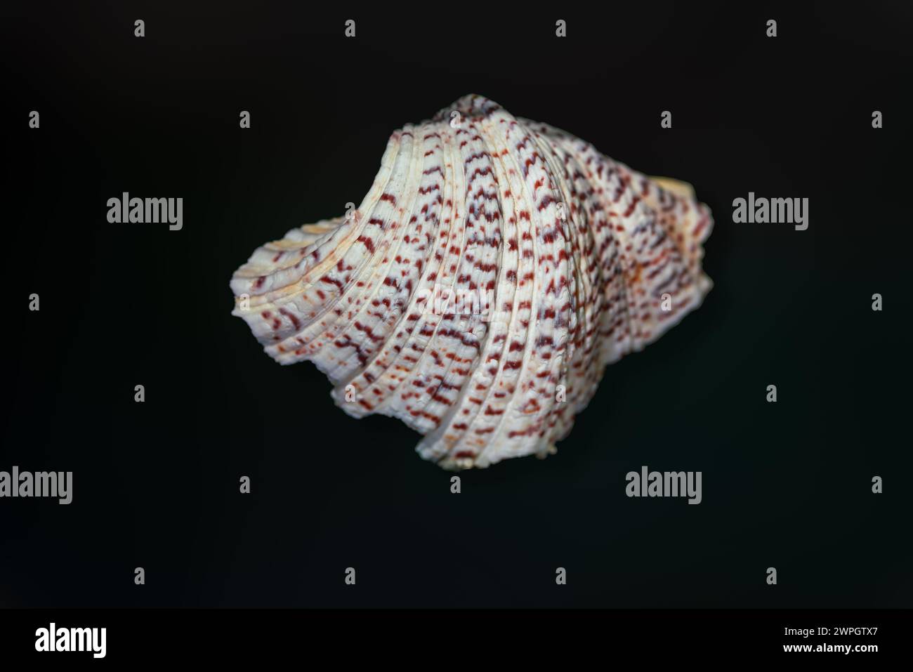 Horse Hoof Clam shell (Hippopus hippopus) - Seashell Stock Photo