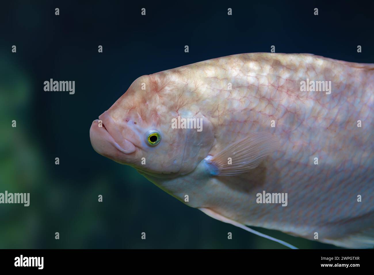 Albino Giant Gourami (Osphronemus goramy) - Freshwater fish Stock Photo