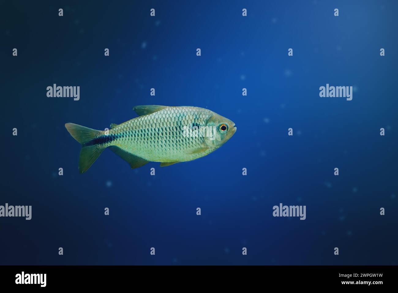 Yellow-tail Lambari (Astyanax altiparanae) - Freshwater fish Stock Photo
