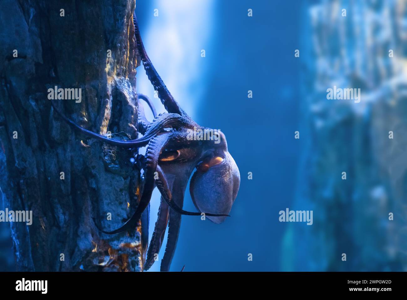 Common Octopus underwater (Octopus vulgaris) Stock Photo