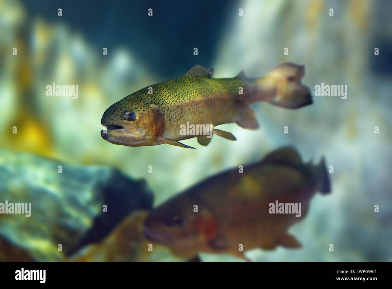 Rainbow Trout (Oncorhynchus mykiss) - Freshwater fish Stock Photo