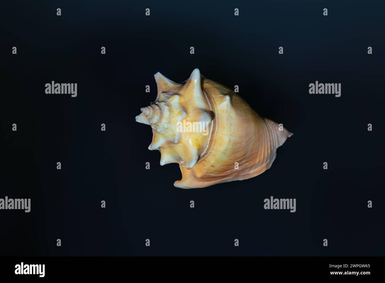 Florida Fighting Conch shell (Strombus alatus) - Seashell Stock Photo ...