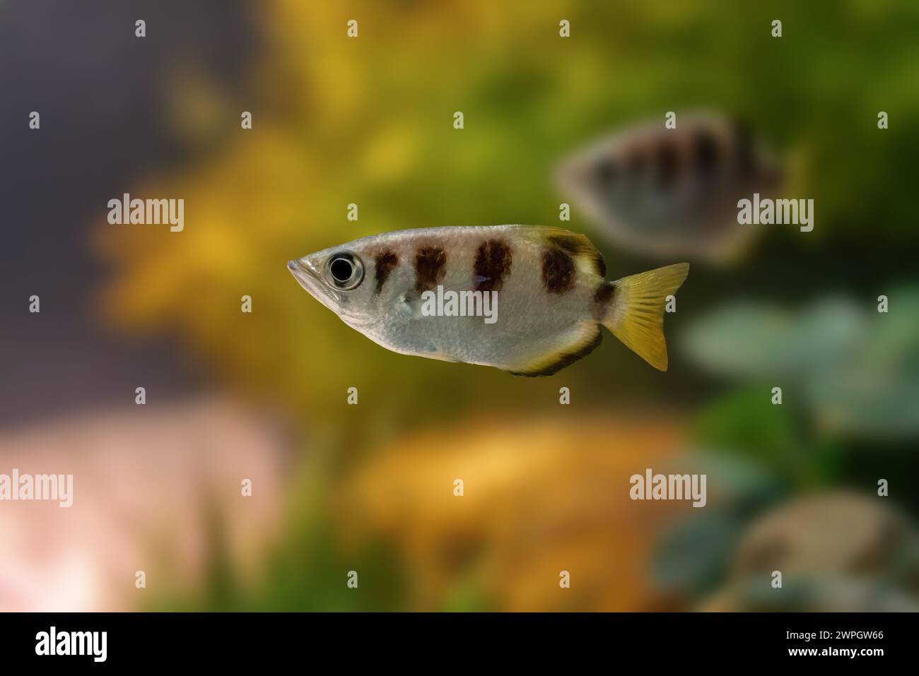 Banded Archerfish (Toxotes jaculatrix) - Marine fish Stock Photo