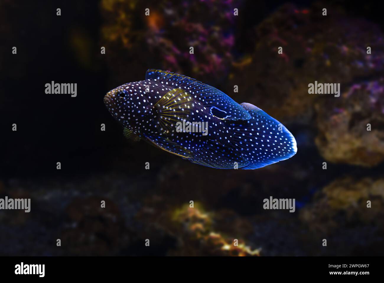 Comet (Calloplesiops altivelis) - Marine fish Stock Photo