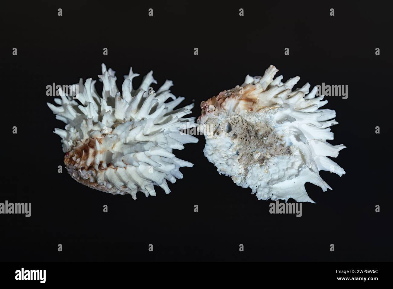 Spiny Oyster shell interior (Spondylus sp.) - Seashell Stock Photo