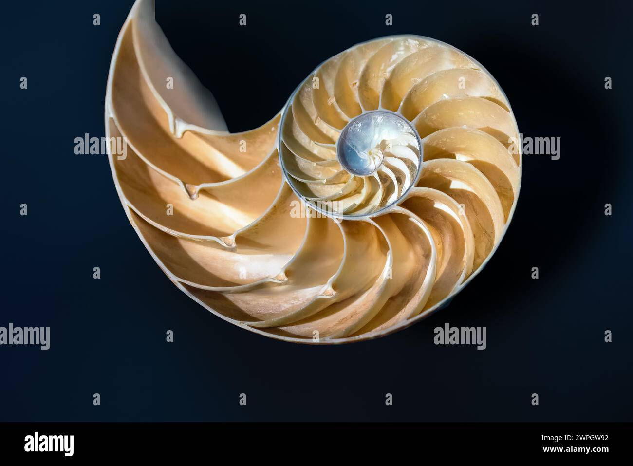 Emperor Nautilus shell Interior (Nautilus Pompilius) - Seashell Stock Photo