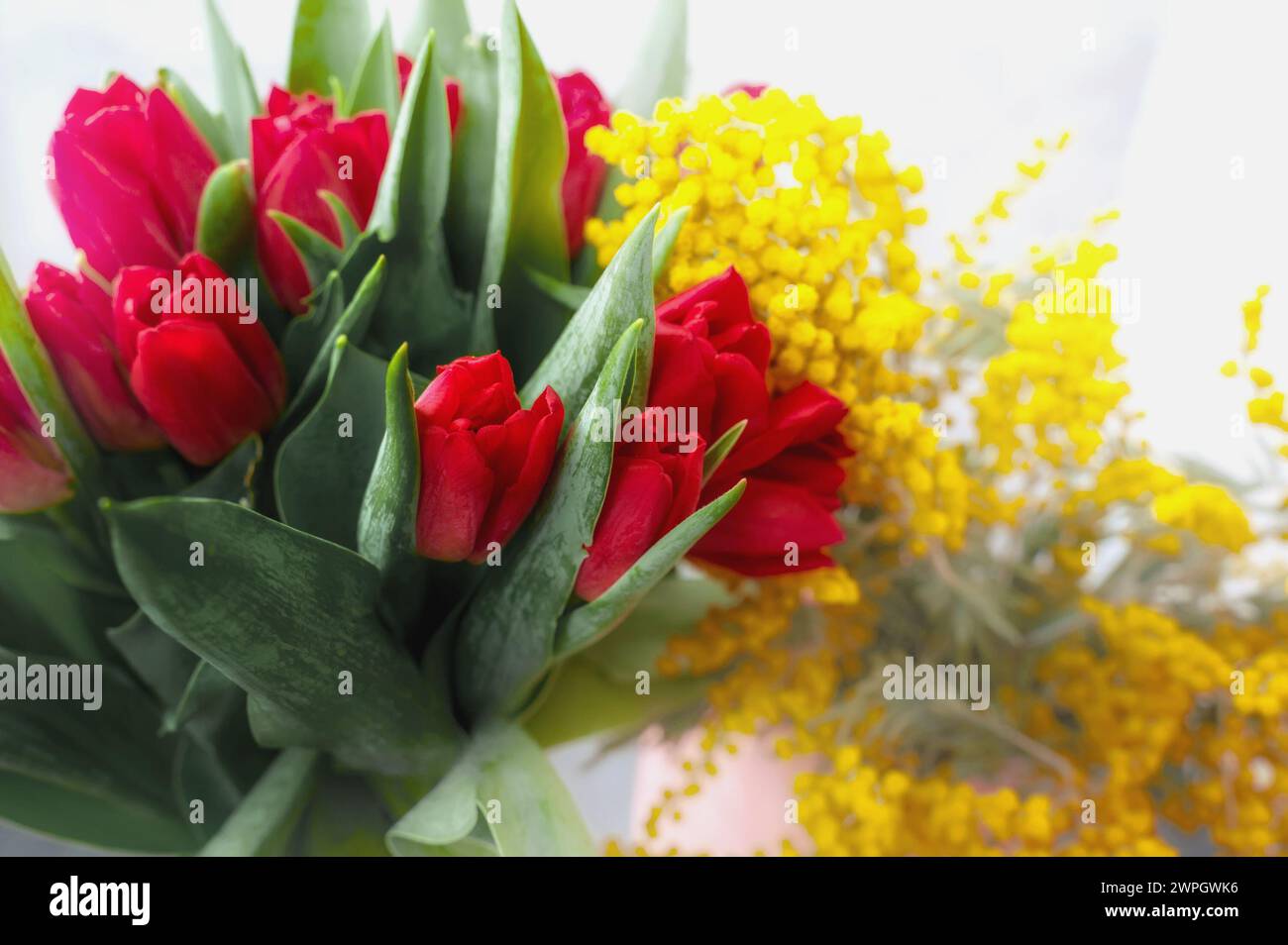 tulips with mimosa. Spring bouquet with mimosa flowers and red tulips - spring concept, spring natural background. Stock Photo