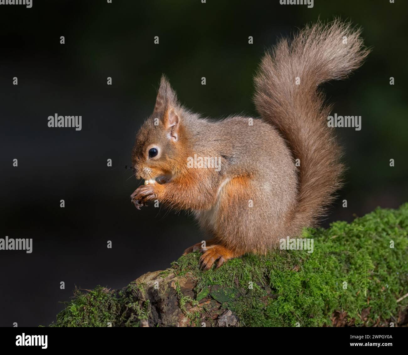 Red Squirrel Stock Photo