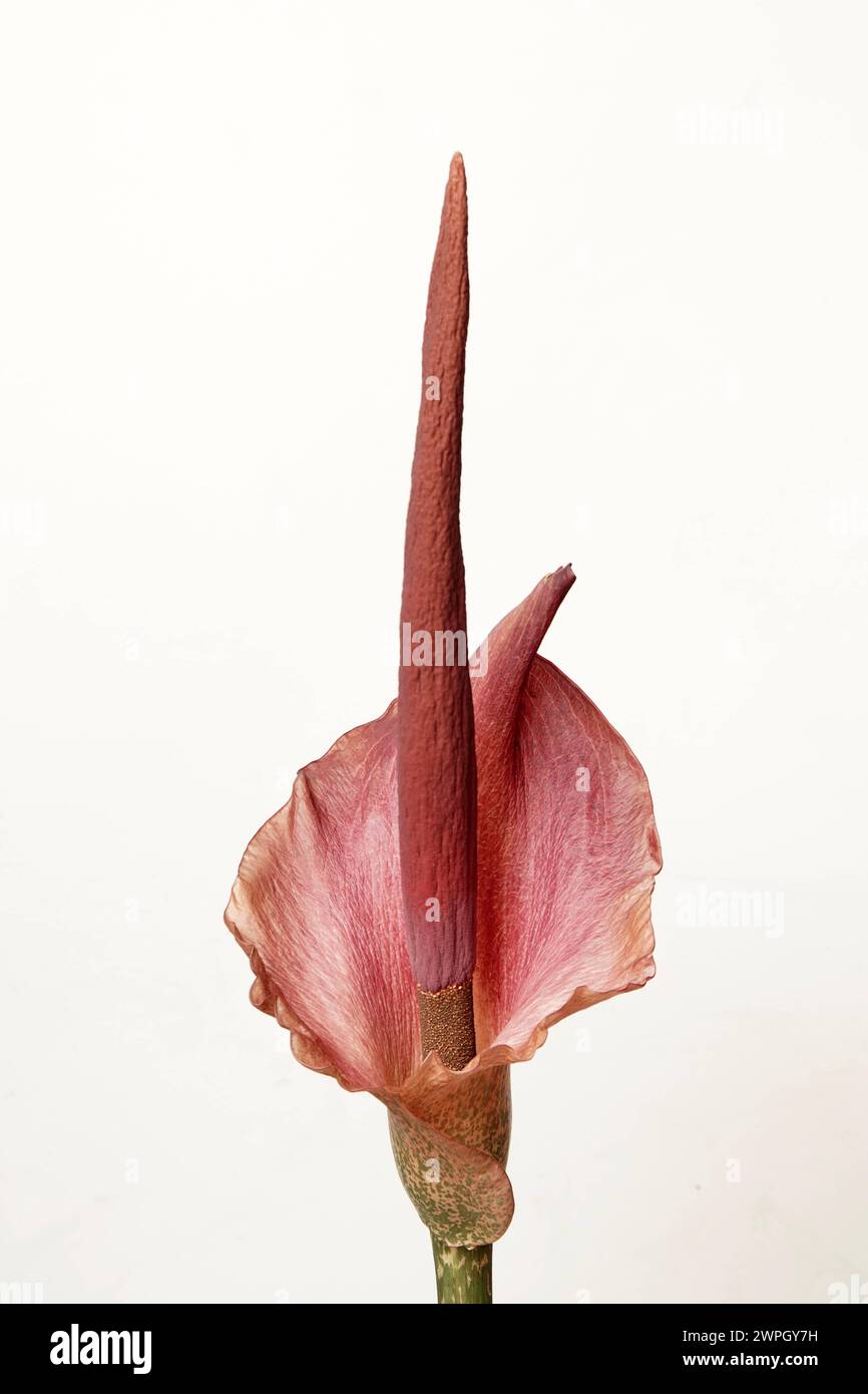 Teufelszunge Amorphophallus konjac, Amorphophallus rivieri Blüte, exotische blühende Pflanze aus Südostasien *** Devils tongue Amorphophallus konjac, Stock Photo