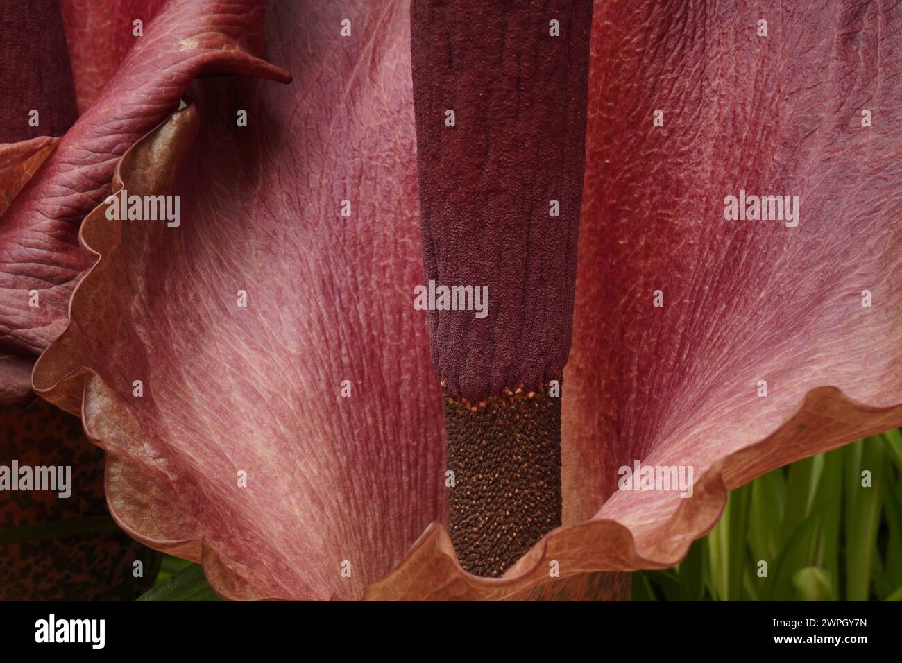 Teufelszunge Amorphophallus konjac, Amorphophallus rivieri Blüte, Makroaufnahme, Blütenstand. Exotische blühende Pflanze aus Südostasien *** Devils to Stock Photo