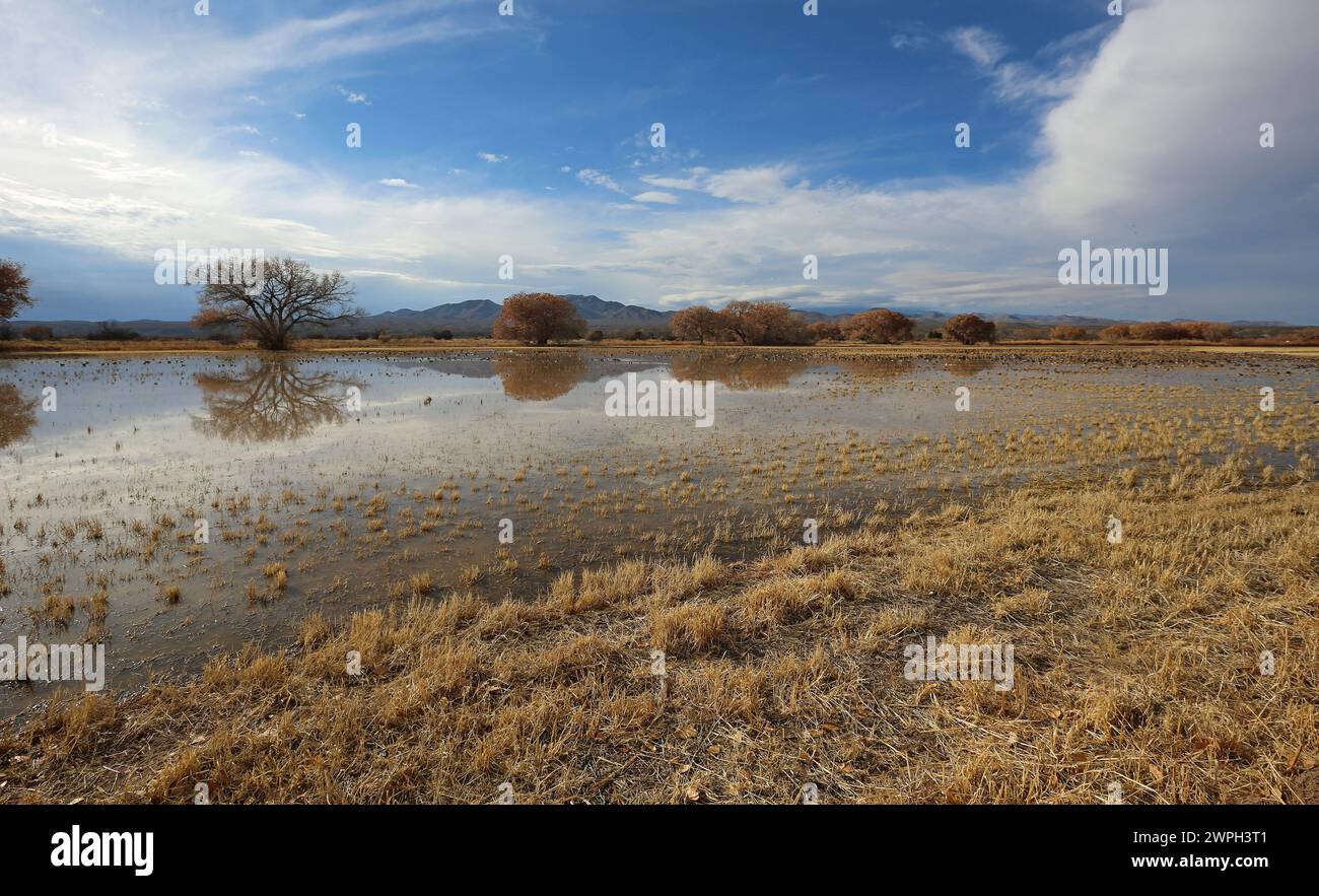 Panorama del bosque hi-res stock photography and images - Alamy