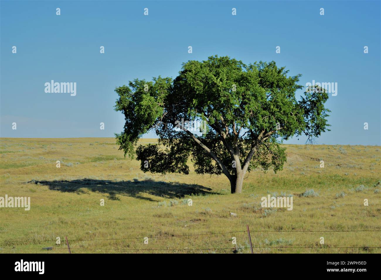 Lonesome Tree Stock Photo
