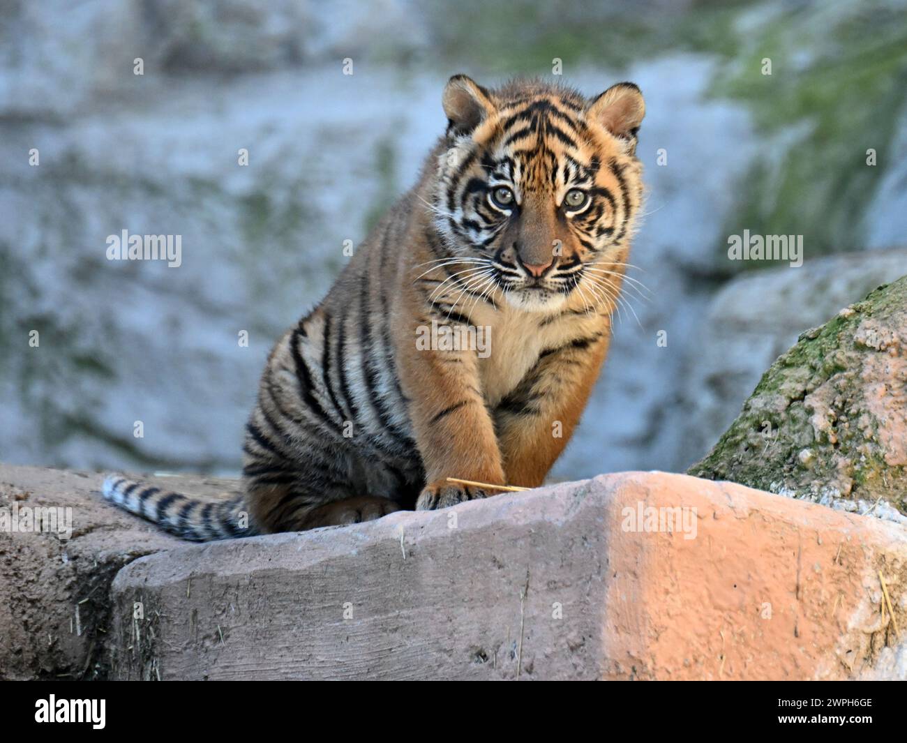 Rome, Italy. 7th Mar, 2024. Kala, a Sumatran tiger cub, is seen at the Bio Park Zoo in Rome, Italy, on March 7, 2024. The three months old female tiger cub made her public debut here on Thursday. Credit: Alberto Lingria/Xinhua/Alamy Live News Stock Photo