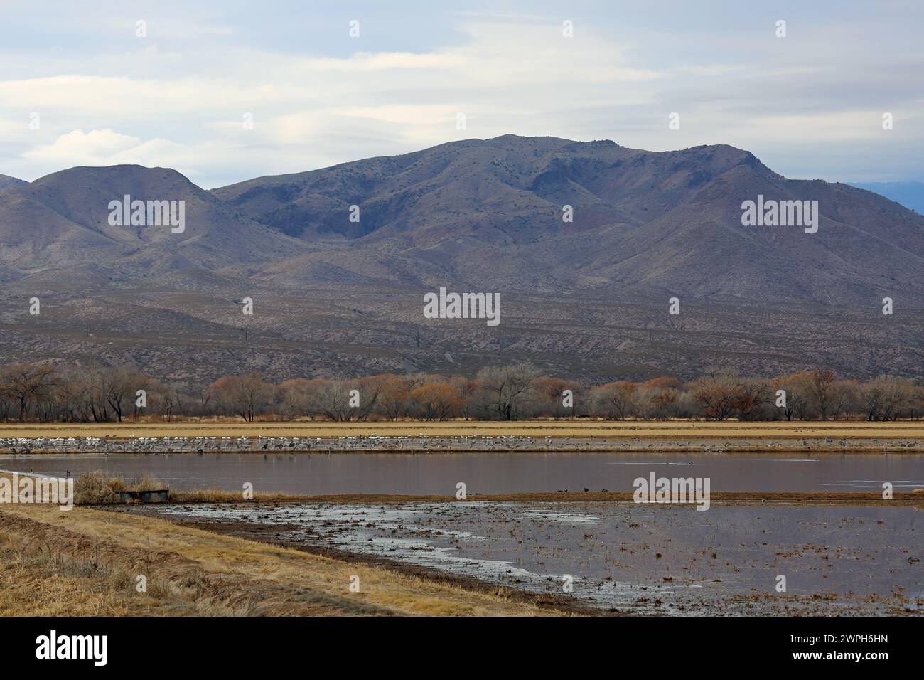 Bosque del apache sunset tree hi-res stock photography and images - Alamy