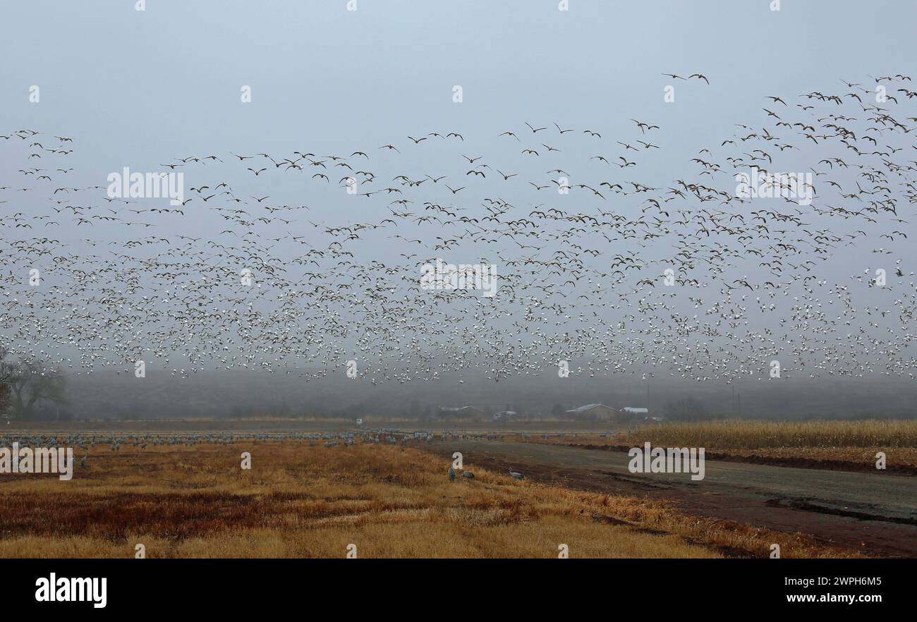 Snow geese coming, New Mexico Stock Photo