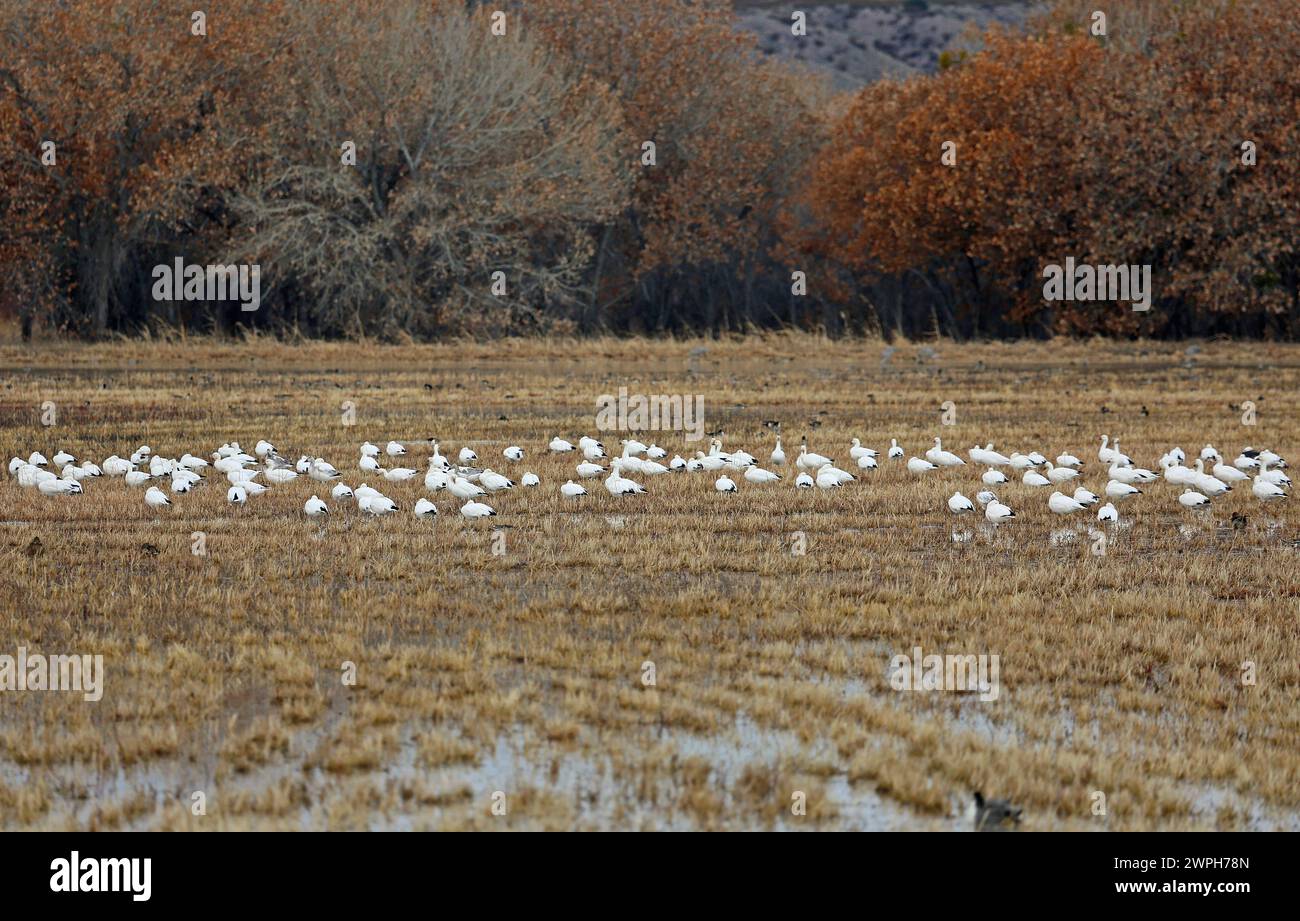 Snow geese on the wetland - Bosque del Apache, New Mexico Stock Photo