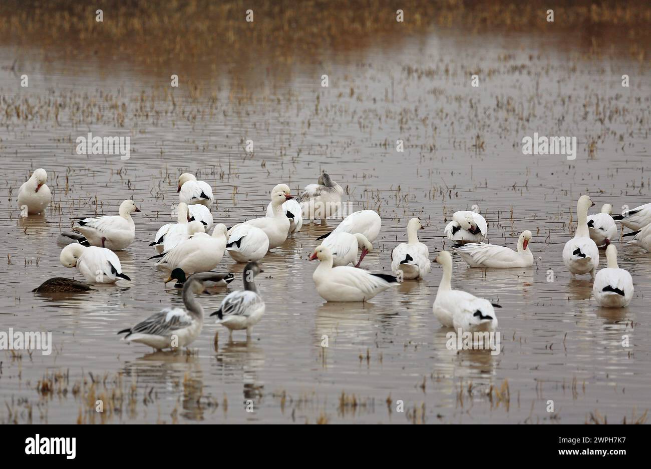 Group of snow geese - Bosque del Apache, New Mexico Stock Photo