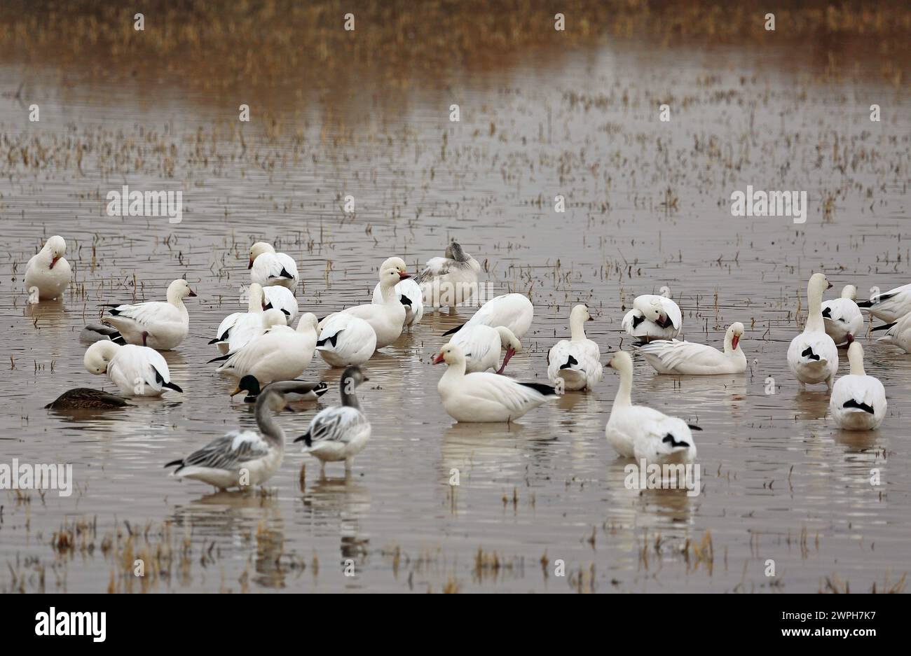 Bosque del apache sunrise hi-res stock photography and images - Alamy