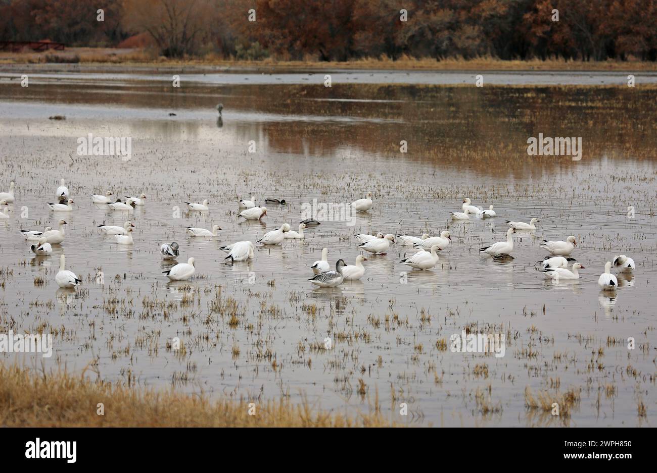 Scenery with Snow geese - Bosque del Apache, New Mexico Stock Photo