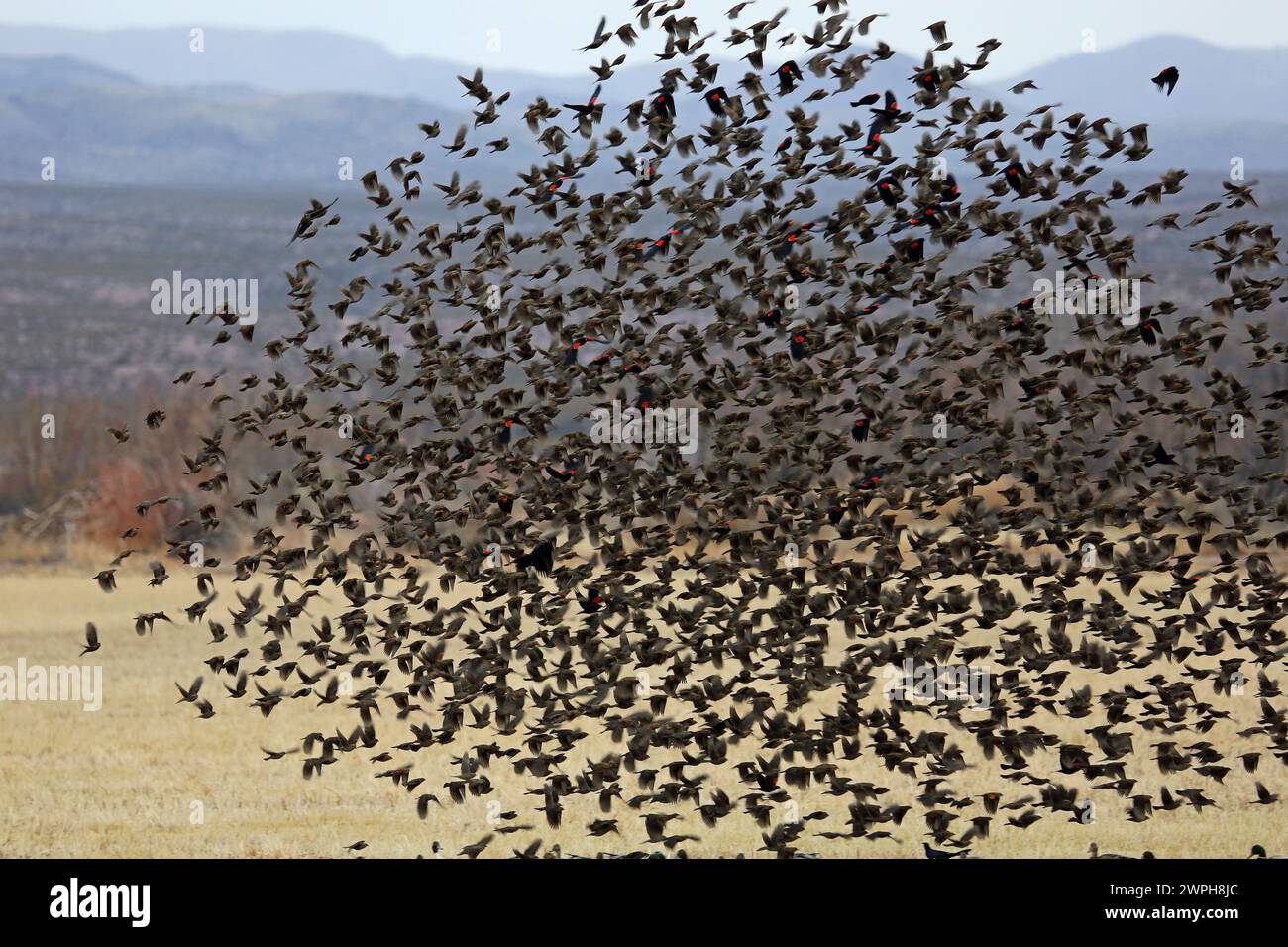 Beautiful flock of Blackbird - Bosque del Apache National Wildlife Refuge, New Mexico Stock Photo