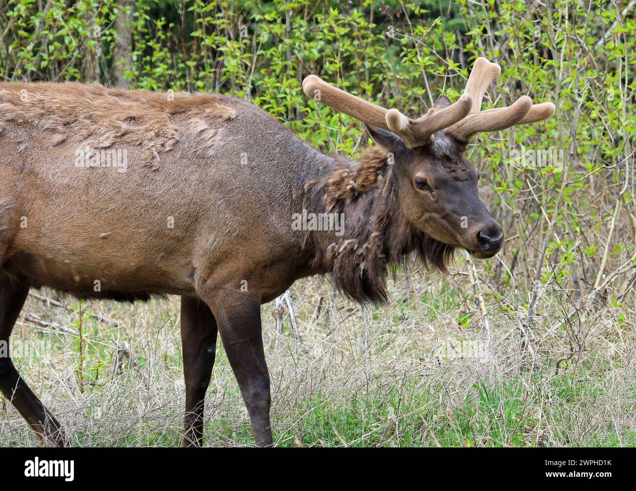 Young male elk, Canada Stock Photo