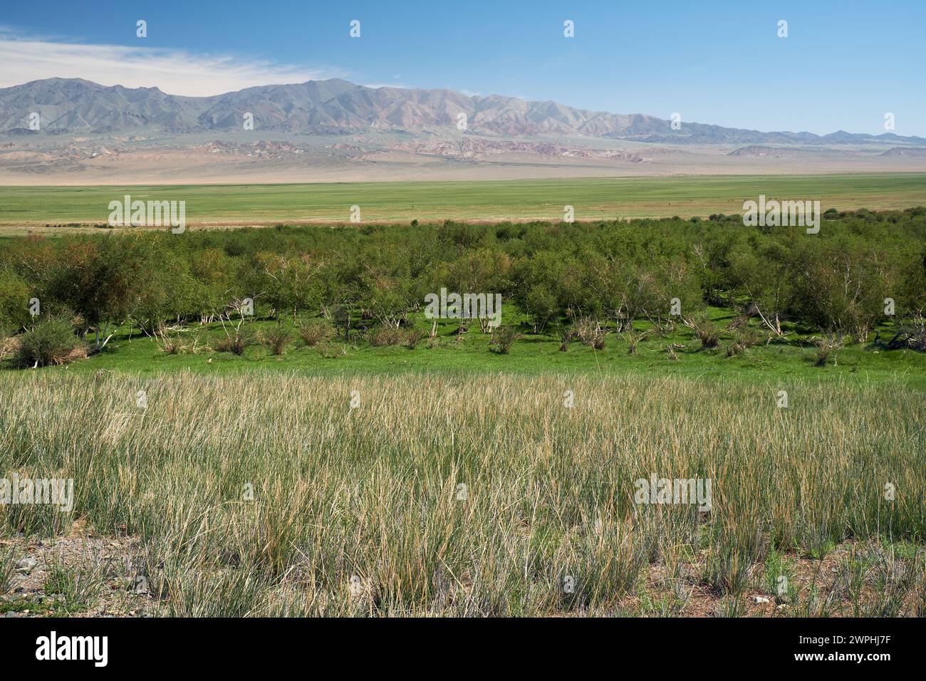 Floodplain birch forest in Khovd aimak in Mongolia. Bushes of grass Achnatherum on foreground and Bumbat Khairkhan Ridge on background. Stock Photo