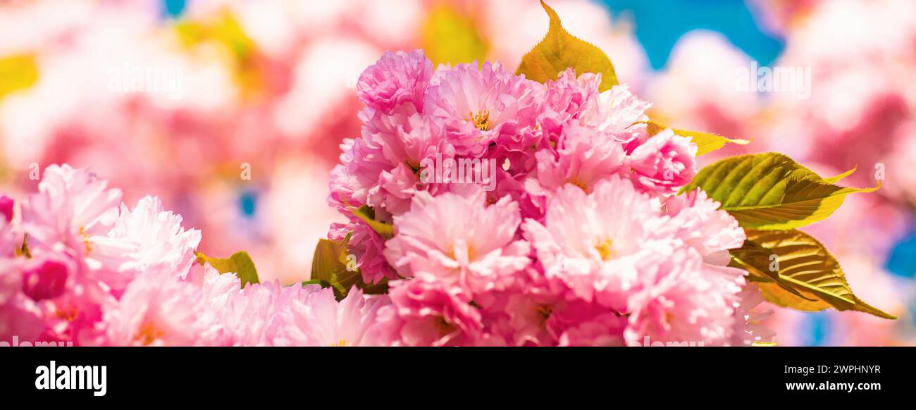 Spring banner, blossom background. Cherry blossom. Sacura cherry-tree. Spring Cherry blossoms, pink flowers. Blooming sakura blossoms flowers close up Stock Photo