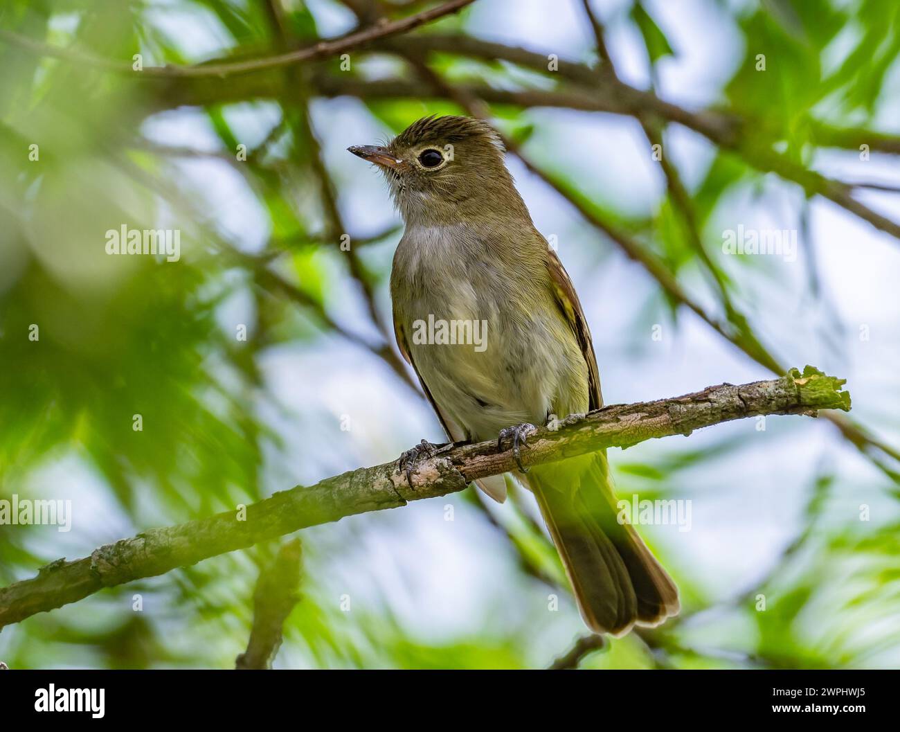 A Small-billed Elaenia (Elaenia parvirostris) perched on a branch. Argentina. Stock Photo
