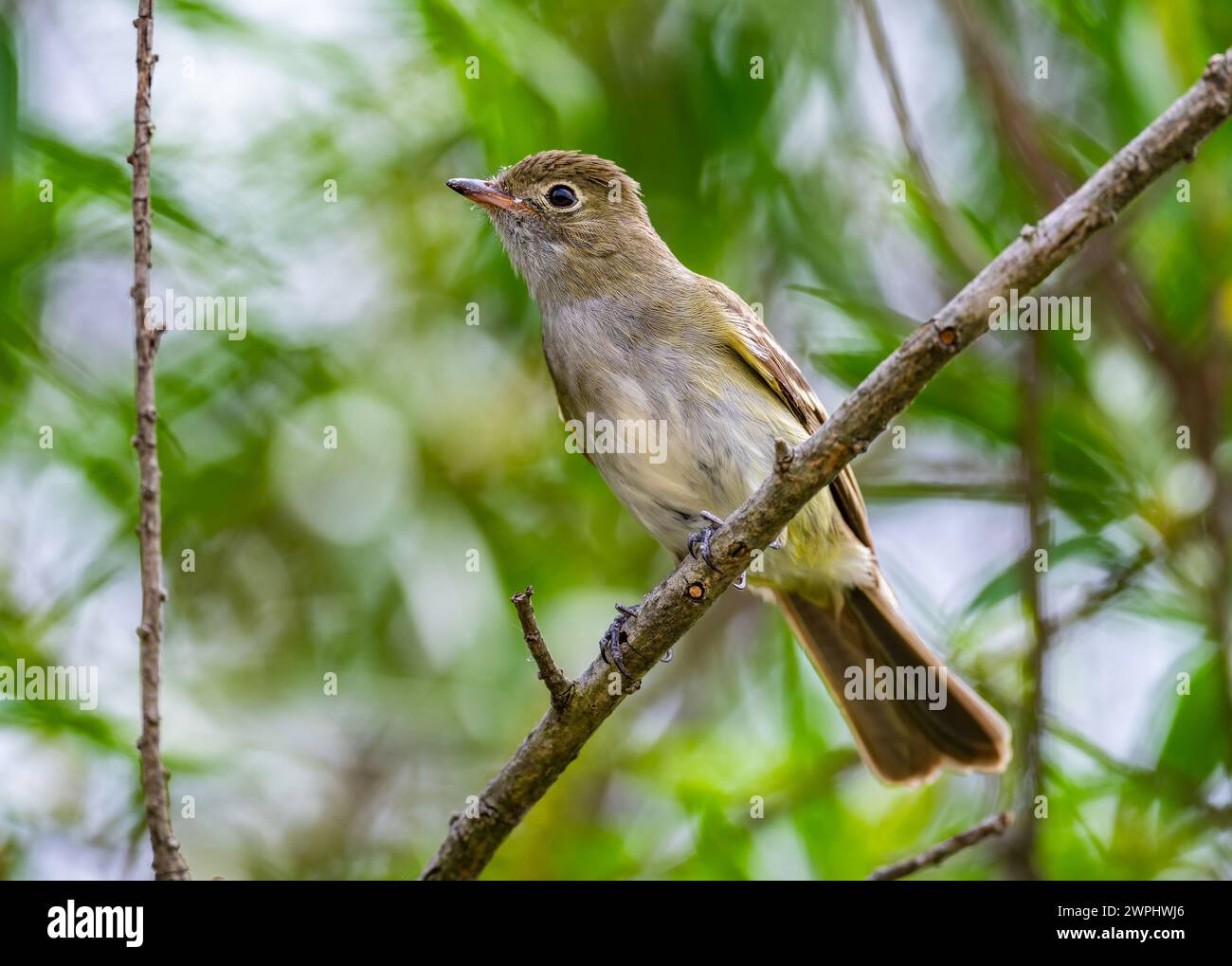 A Small-billed Elaenia (Elaenia parvirostris) perched on a branch. Argentina. Stock Photo
