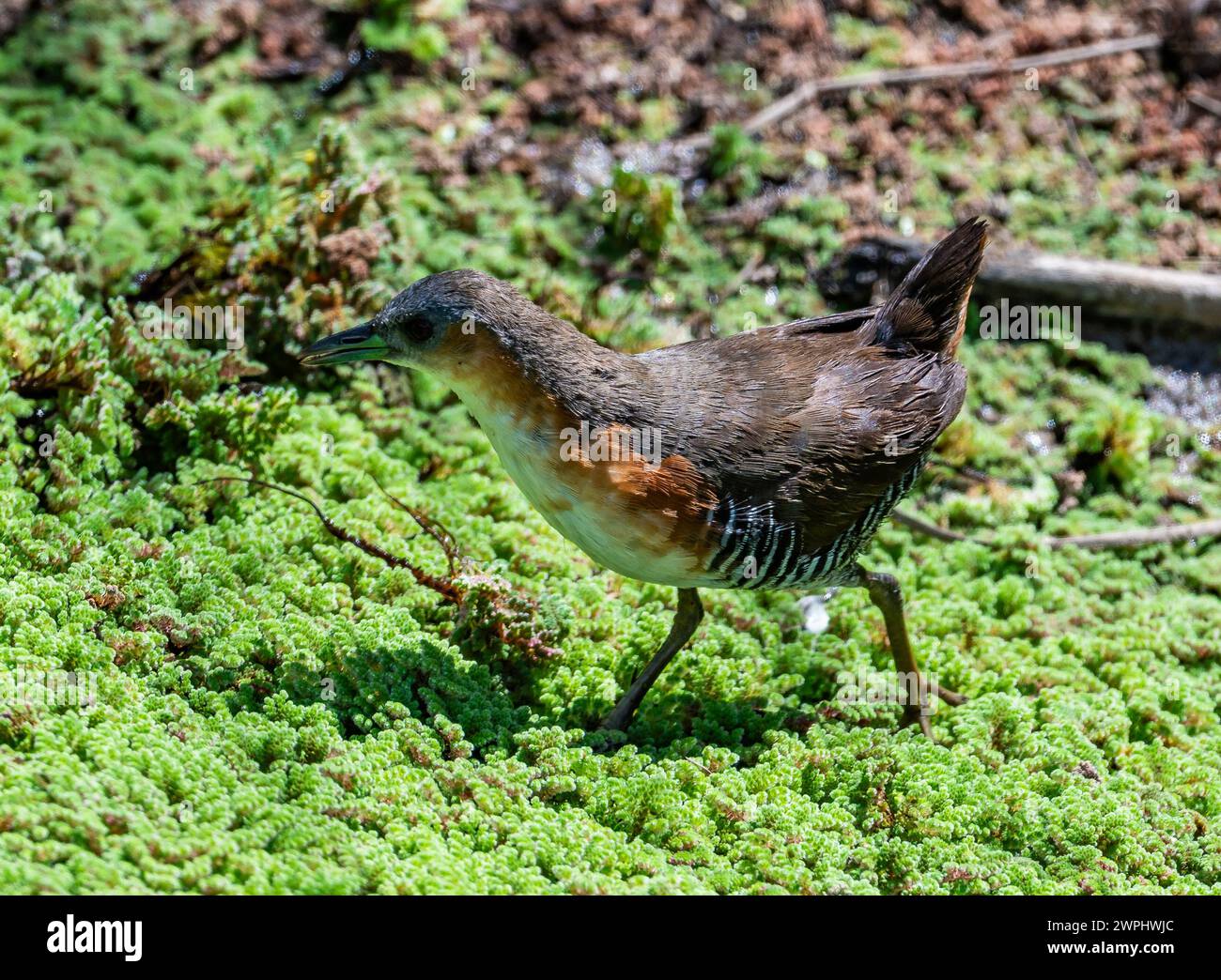 A Rufous-sided Crake (Laterallus melanophaius) foraging in a swamp. Uruguay. Stock Photo