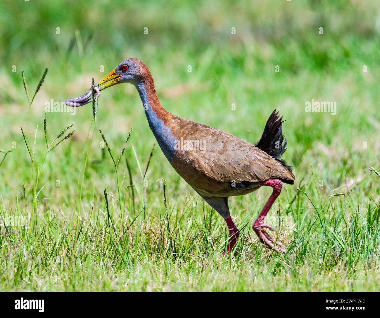 A Giant Wood-Rail (Aramides ypecaha) with a catch of giant earthworm. Uruguay. Stock Photo