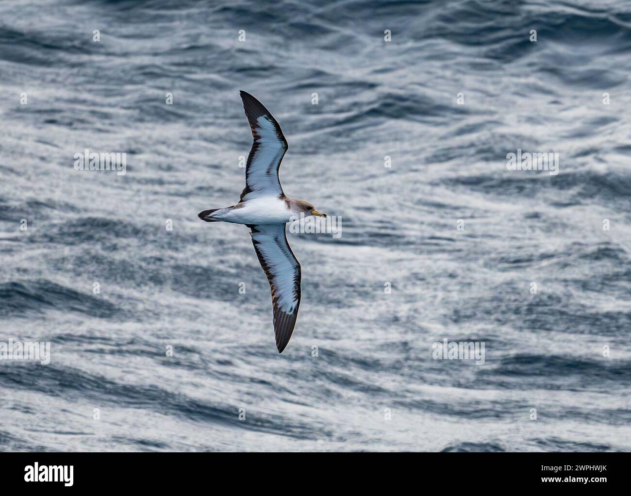 A Cory's Shearwater (Calonectris diomedea) flying over ocean. South ...