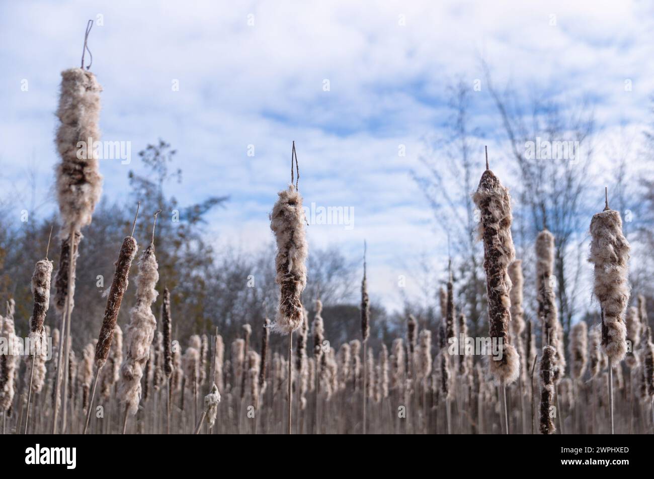 Nature gems - fluffy white and brown bulrush cattail tops against a blue sky with white clouds Stock Photo