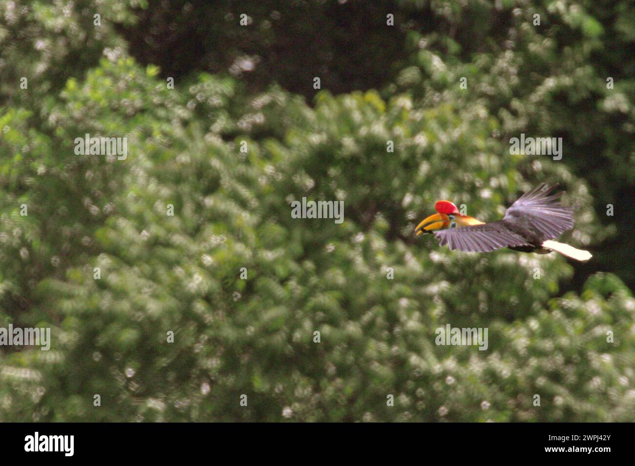 A knobbed hornbill (Rhyticeros cassidix) male flies through a forest area near Mount Tangkoko and Duasudara in Bitung, North Sulawesi, Indonesia. The International Union for Conservation of Nature (IUCN) concludes that rising temperatures have led to—among others—ecological, behavioral, and physiological changes in wildlife species and biodiversity. 'In addition to increased rates of disease and degraded habitats, climate change is also causing changes in species themselves, which threaten their survival,' they wrote in a publication on IUCN.org. Stock Photo