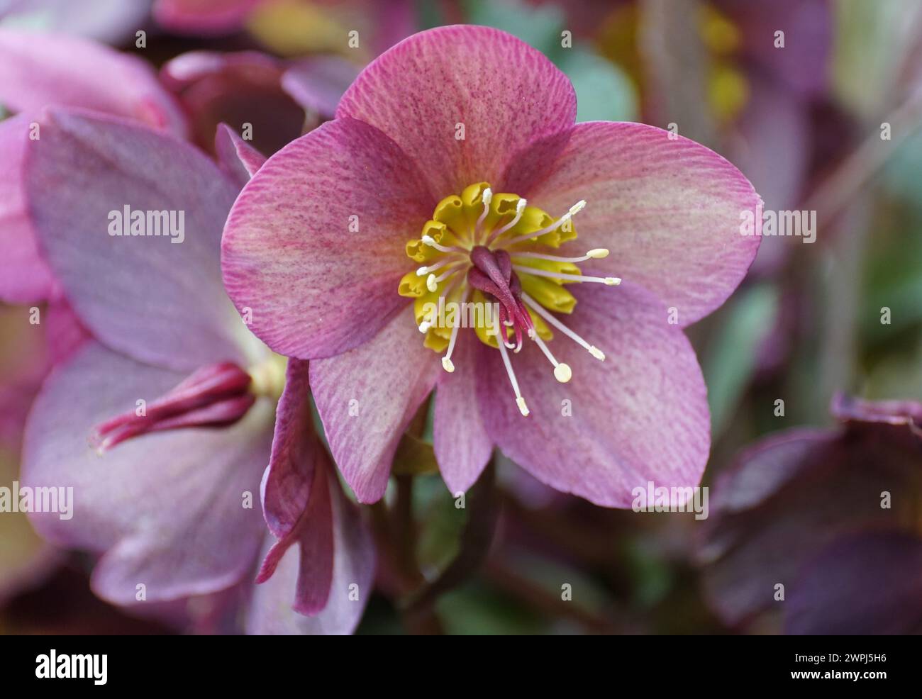 Closeup of the Ice N Roses Red Hellebore flower Stock Photo