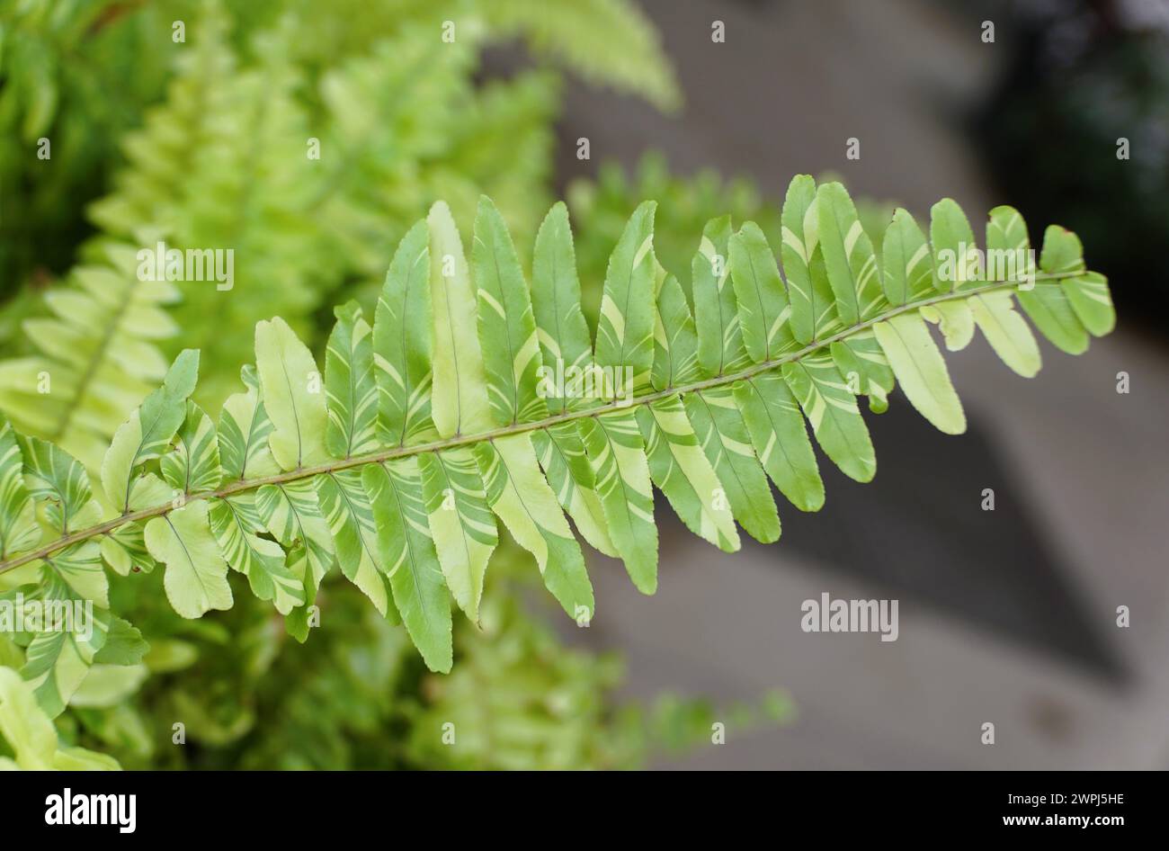 The variegated leaves of Boston Fern 'Tiger Fern' with scientific name Nephrolepis Exaltata Stock Photo
