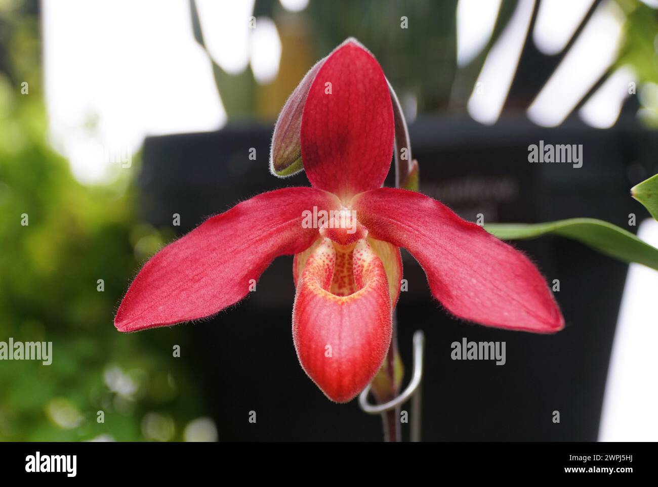 Closeup of the bright red Phragmipedium Andean Fire orchid at full bloom Stock Photo