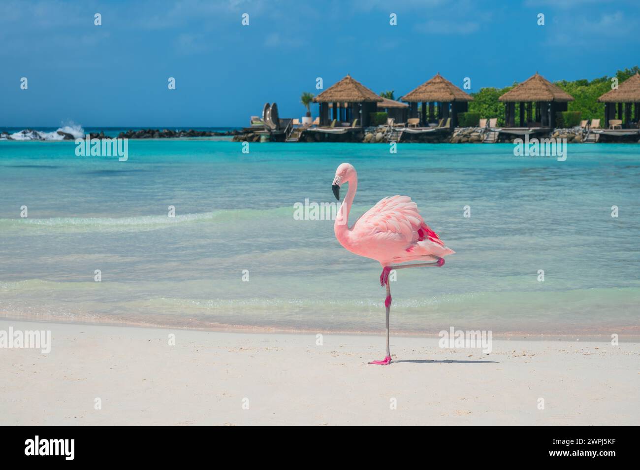 One pink Flamingo on the beach, Renaissance Private Island, Aruba, Caribbean Stock Photo