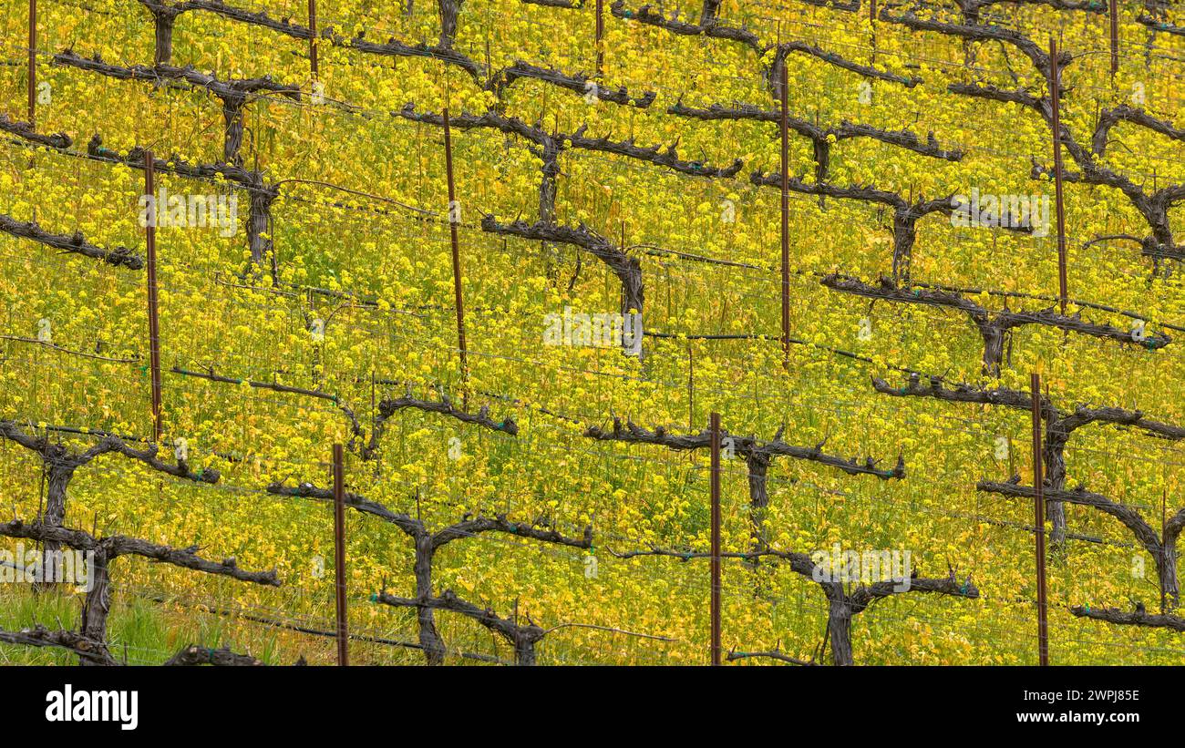 Vineyard filled with Blooming Mustards in Springtime. Palo Alto, Santa Clara County, California. Stock Photo
