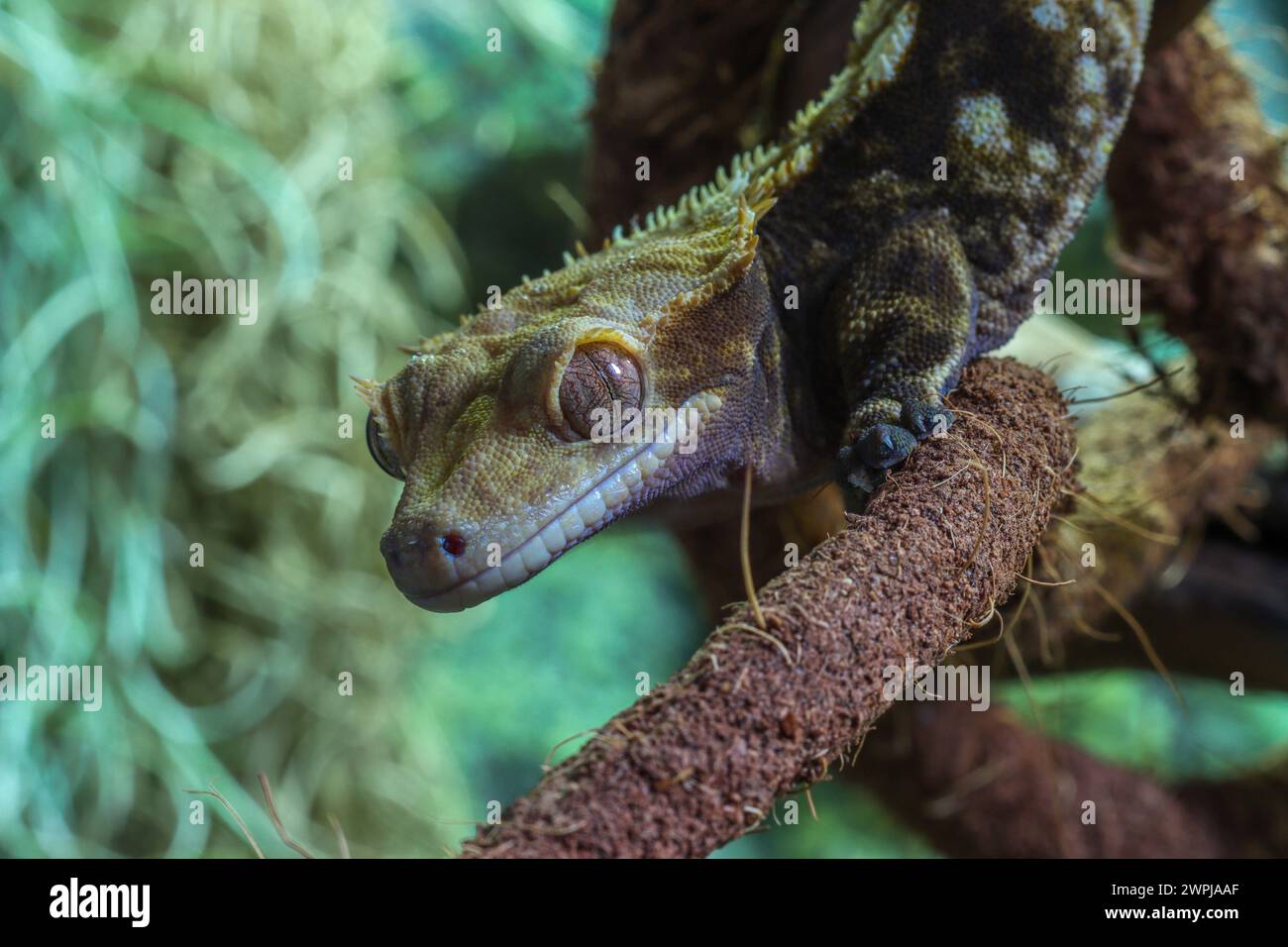Crested gecko on a branch - Rhacodactylus ciliatus, Correlophus ciliatus Stock Photo