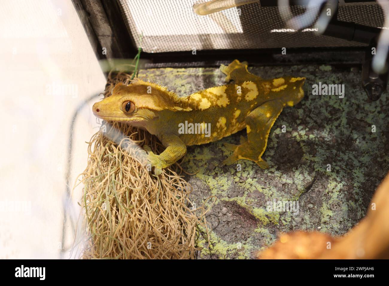 Crested gecko on a wall - Rhacodactylus ciliatus, Correlophus ciliatus Stock Photo