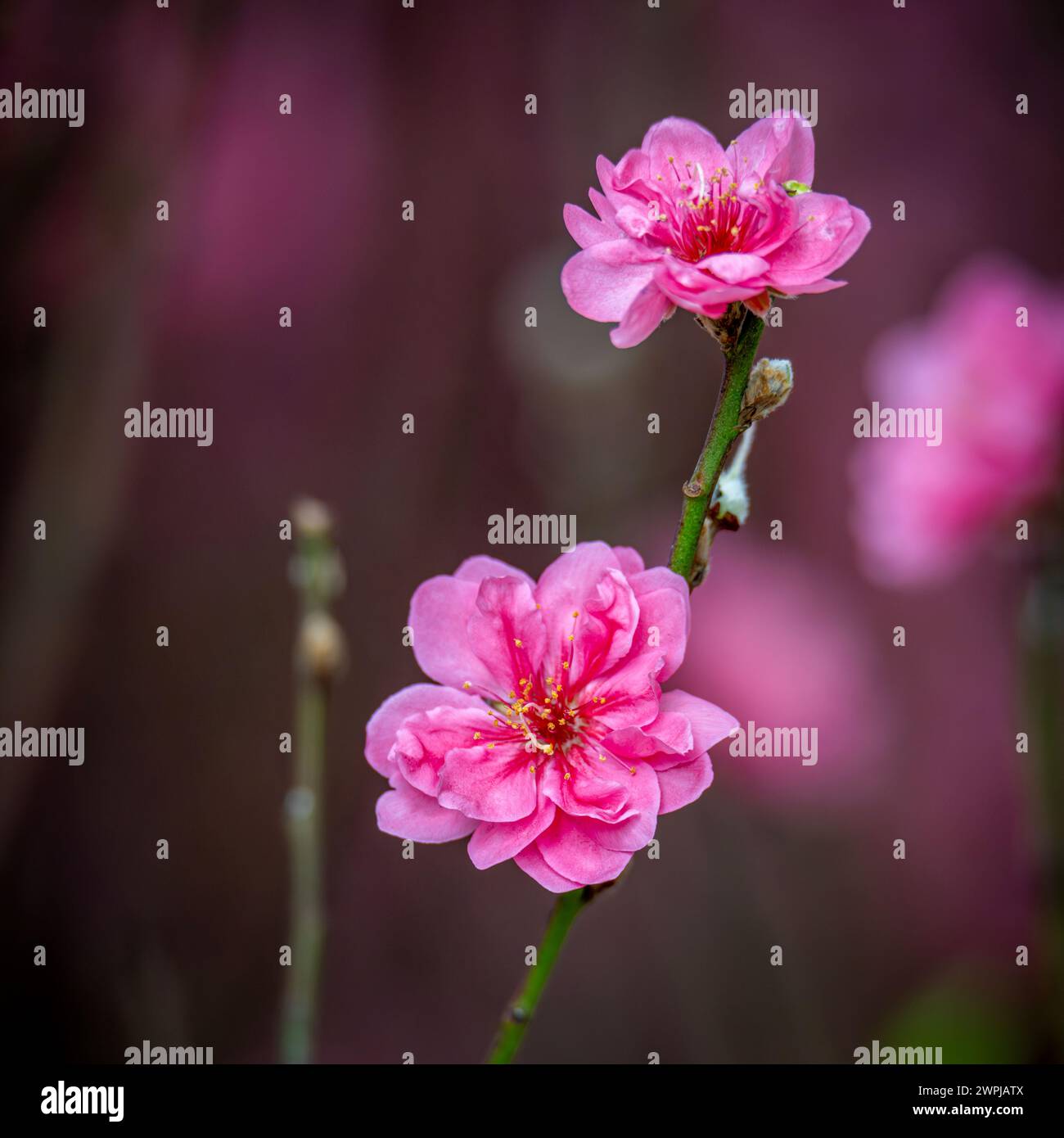 Peach blossom, a flower that only blooms in spring Stock Photo Alamy