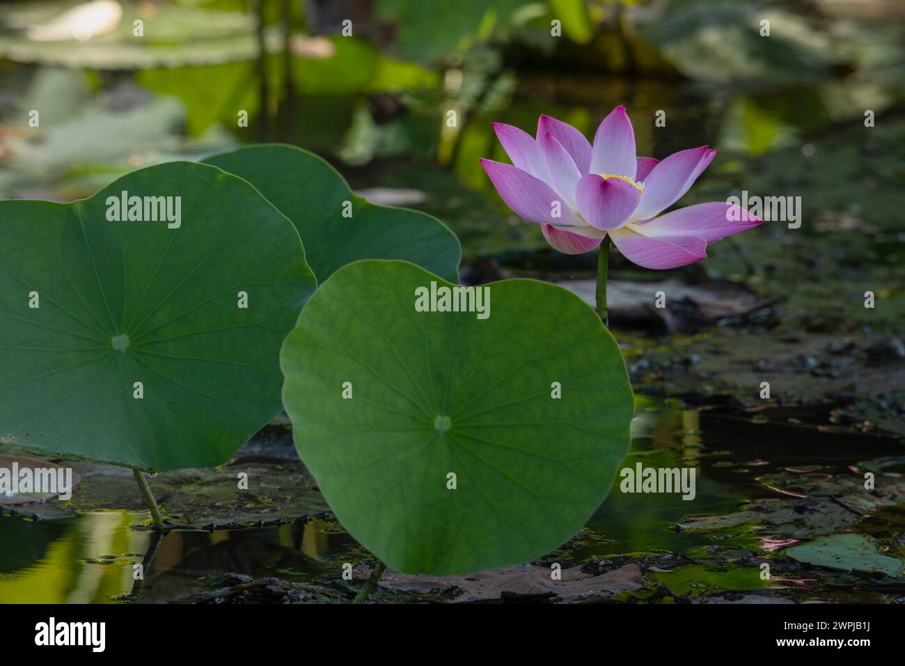 lotus, the national flower of Vietnam Stock Photo